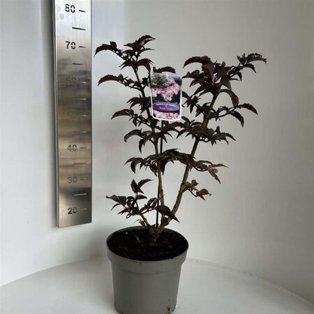 Sambucus nigra Black Tower 40-50 cm cont. 5,0L - afbeelding 3