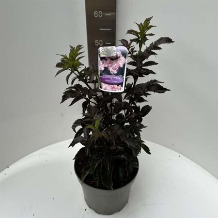 Sambucus nigra Black Tower 40-50 cm cont. 5,0L - afbeelding 4