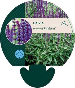 Salvia nem. 'Caradonna' geen maat specificatie 0,55L/P9cm - afbeelding 4