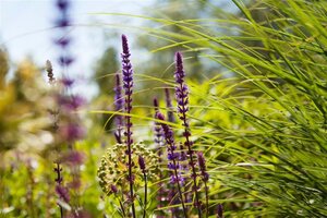 Salvia nem. 'Caradonna' geen maat specificatie 0,55L/P9cm - afbeelding 1