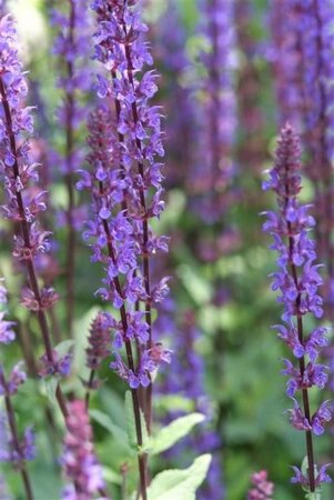 Salvia nem. 'Caradonna' geen maat specificatie 0,55L/P9cm - afbeelding 5