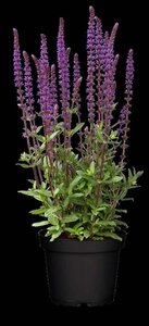 Salvia nem. 'Caradonna' geen maat specificatie 0,55L/P9cm - afbeelding 2