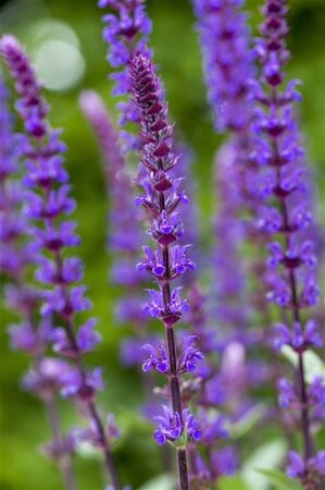 Salvia nem. 'Caradonna' geen maat specificatie 0,55L/P9cm - afbeelding 3