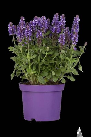 Salvia nemorosa geen maat specificatie 0,55L/P9cm - afbeelding 1