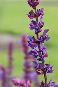 Salvia nemorosa geen maat specificatie 0,55L/P9cm - afbeelding 2