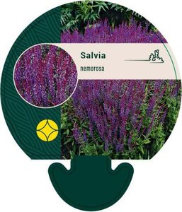 Salvia nemorosa geen maat specificatie 0,55L/P9cm - afbeelding 4