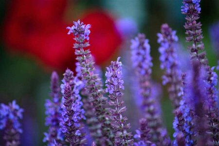 Salvia nemorosa geen maat specificatie 0,55L/P9cm - afbeelding 3