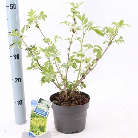 Sambucus nigra Gold Spark 30-40 cm cont. 2,0L - afbeelding 3