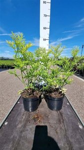 Sambucus nigra Golden Tower 40-50 cm cont. 3,0L