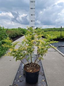 Sambucus nigra Golden Tower 60-80 cm cont. 10L