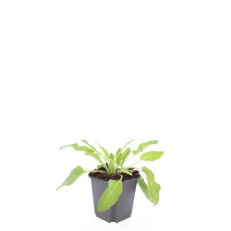 Salvia nem. 'Mainacht' geen maat specificatie 0,55L/P9cm - afbeelding 2