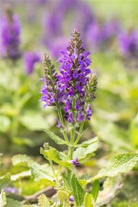 Salvia nemerosa 'Marcus' ® geen maat specificatie 0,55L/P9cm - afbeelding 1