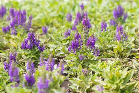 Salvia nemerosa 'Marcus' ® geen maat specificatie 0,55L/P9cm - afbeelding 2