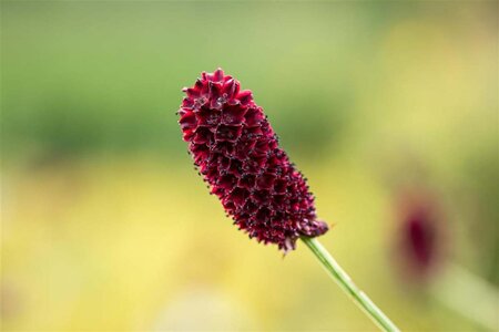 Sanguisorba officinalis geen maat specificatie 0,55L/P9cm - afbeelding 1