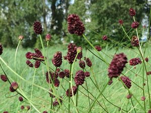 Sanguisorba officinalis geen maat specificatie 0,55L/P9cm - afbeelding 3