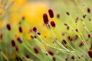 Sanguisorba officinalis geen maat specificatie 0,55L/P9cm - afbeelding 4