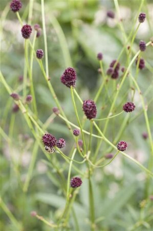 Sanguisorba officinalis geen maat specificatie 0,55L/P9cm - afbeelding 5