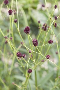 Sanguisorba officinalis geen maat specificatie 0,55L/P9cm - afbeelding 5