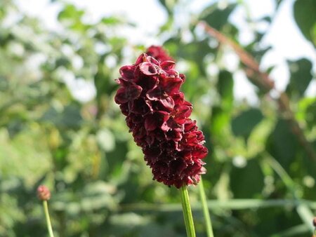 Sanguisorba officinalis geen maat specificatie 0,55L/P9cm - afbeelding 7