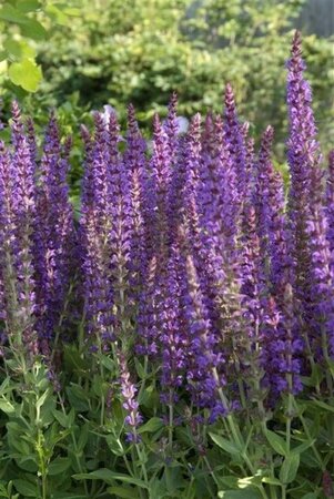 Salvia nem. 'Ostfriesland' geen maat specificatie 0,55L/P9cm - afbeelding 7