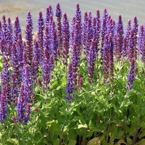 Salvia nem. 'Ostfriesland' geen maat specificatie 0,55L/P9cm - afbeelding 11