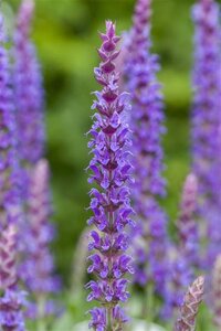 Salvia nem. 'Ostfriesland' geen maat specificatie 0,55L/P9cm - afbeelding 14