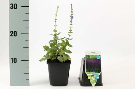 Salvia nem. 'Ostfriesland' geen maat specificatie 0,55L/P9cm - afbeelding 6