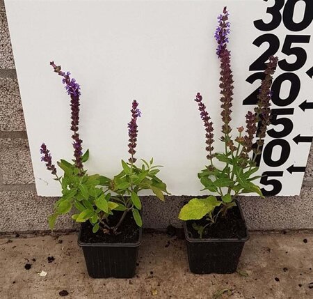 Salvia nem. 'Ostfriesland' geen maat specificatie 0,55L/P9cm - afbeelding 8