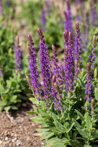 Salvia nem. 'Ostfriesland' geen maat specificatie 0,55L/P9cm - afbeelding 13