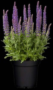 Salvia nem. 'Ostfriesland' geen maat specificatie 0,55L/P9cm - afbeelding 12