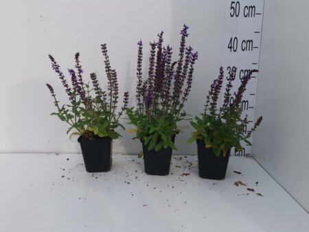 Salvia nem. 'Ostfriesland' geen maat specificatie 0,55L/P9cm - afbeelding 3