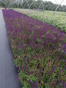 Salvia nem. 'Ostfriesland' geen maat specificatie 0,55L/P9cm - afbeelding 2