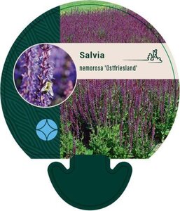 Salvia nem. 'Ostfriesland' geen maat specificatie 0,55L/P9cm - afbeelding 10