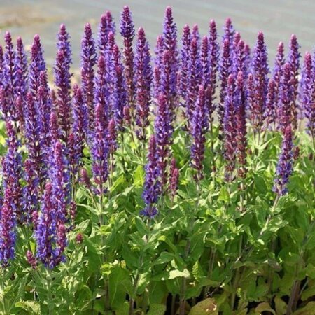 Salvia nem. 'Ostfriesland' geen maat specificatie 0,55L/P9cm - image 7