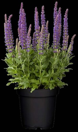 Salvia nem. 'Ostfriesland' geen maat specificatie 0,55L/P9cm - image 8