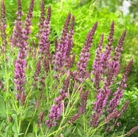 Salvia nem. 'Pink Beauty' geen maat specificatie 0,55L/P9cm