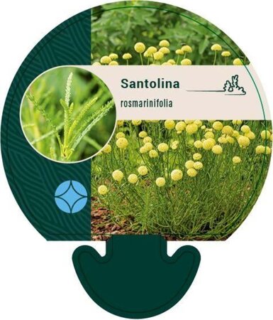 Santolina rosmarinifolia geen maat specificatie 0,55L/P9cm - afbeelding 6