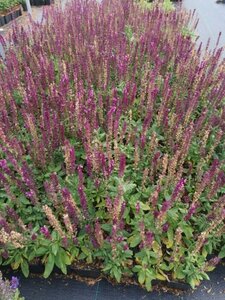 Salvia nem. 'Rose Queen' geen maat specificatie 0,55L/P9cm - afbeelding 4