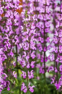 Salvia nem. 'Rose Queen' geen maat specificatie 0,55L/P9cm - afbeelding 1