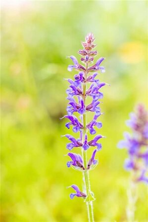 Salvia nem. 'Rügen' geen maat specificatie 0,55L/P9cm - afbeelding 1