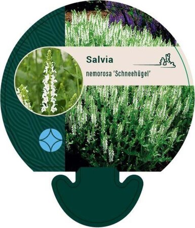 Salvia nem. 'Schneehügel' geen maat specificatie 0,55L/P9cm - afbeelding 1