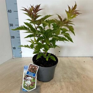 Sambucus nigra 'Serenade' 30-40 cm cont. 2,0L