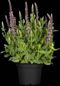 Salvia nem. 'Sensation Rose' geen maat specificatie 0,55L/P9cm - afbeelding 1