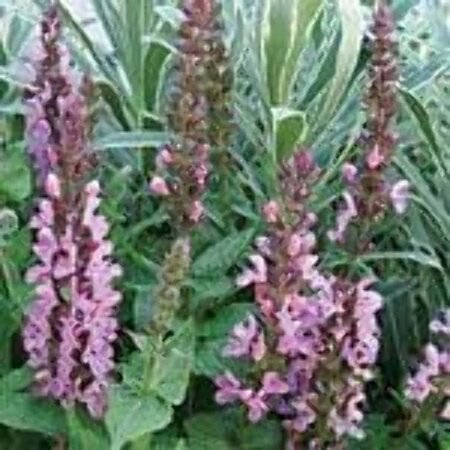 Salvia nem. 'Sensation Rose' geen maat specificatie 0,55L/P9cm - afbeelding 2