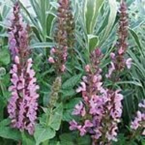 Salvia nem. 'Sensation Rose' geen maat specificatie 0,55L/P9cm - afbeelding 2