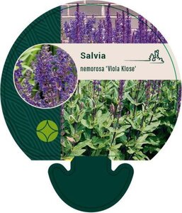 Salvia nem. 'Viola Klose' geen maat specificatie 0,55L/P9cm