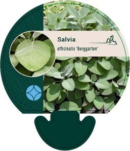 Salvia off. 'Berggarten' geen maat specificatie 0,55L/P9cm - afbeelding 4