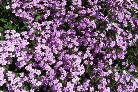 Saponaria ocymoides geen maat specificatie 0,55L/P9cm - afbeelding 1