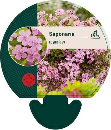 Saponaria ocymoides geen maat specificatie 0,55L/P9cm - afbeelding 4