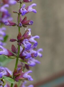 Salvia officinalis geen maat specificatie 0,55L/P9cm - afbeelding 1